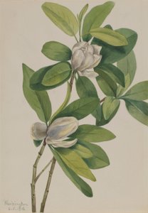 Magnolia bagienna (Magnolia virginiana) autorstwa Mary Vaux Walcott