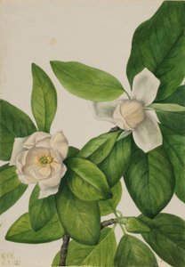 Magnolia wirginijska (Magnolia virginiana) autorstwa Mary Vaux Walcott
