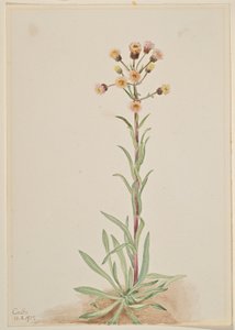 Tall Fleabane (Erigeron acris) autorstwa Mary Vaux Walcott