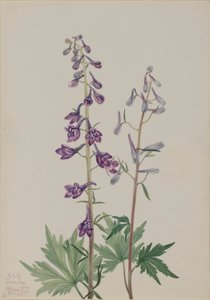 Ostróżka wysoka (Delphinium elongatum) autorstwa Mary Vaux Walcott