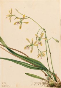 Epidendrum tampa (Epidendrum tampense) autorstwa Mary Vaux Walcott