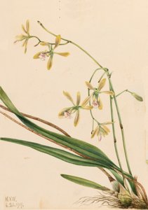 Tampa Epidendrum Epidendrum tampense, 1919. autorstwa Mary Vaux Walcott
