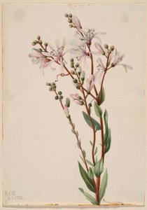 Tarflower (Befaria racemosa) autorstwa Mary Vaux Walcott