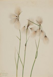 Frędzel bawełniany Eriophorum angustifolium, 1920. autorstwa Mary Vaux Walcott