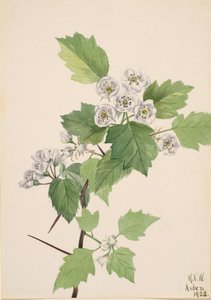 Zarośla głogu Crataegus coccinea, 1922. autorstwa Mary Vaux Walcott