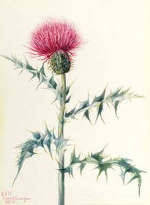 Oset (Cirsium arizonica) autorstwa Mary Vaux Walcott