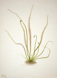 Rosiczka rosiczka nitkowata Drosera rotundifolia, 1933. autorstwa Mary Vaux Walcott