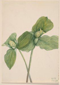 Trillium gąsienicowe (Trillium sessile) autorstwa Mary Vaux Walcott