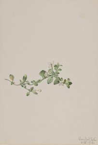 Houstonia zwisająca (Houstonia procumbens) autorstwa Mary Vaux Walcott