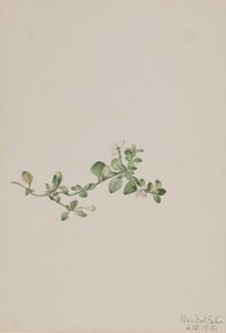 Końcowa Houstonia Houstonia procumbens, 1918. autorstwa Mary Vaux Walcott