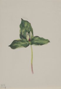 Trillium discolor autorstwa Mary Vaux Walcott