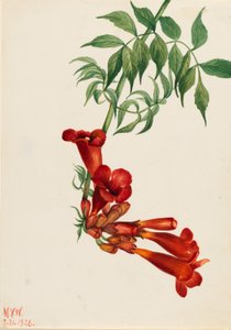 Pełzacz trąbkowy (Bignonia radicans) autorstwa Mary Vaux Walcott