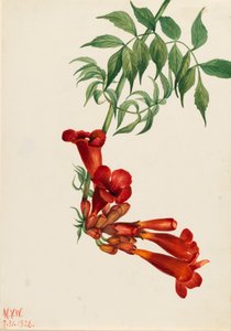 Pnącze trąbkowe Bignonia radicans, 1926. autorstwa Mary Vaux Walcott