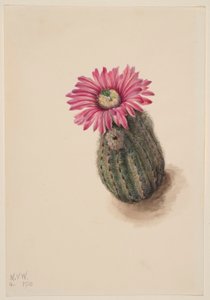 Kaktus turecki (Echinocerus perbellus) autorstwa Mary Vaux Walcott