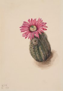 Kaktus Turecki Echinocereus perbellus, 1930. autorstwa Mary Vaux Walcott