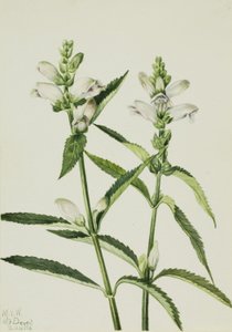 Turtlehead (Chelone glabra) autorstwa Mary Vaux Walcott