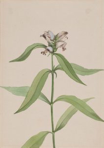 Turtlehead (Chelone glabra) autorstwa Mary Vaux Walcott