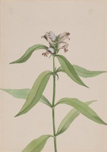 Żółw Chelone Glabr, CA. 1917-1918. autorstwa Mary Vaux Walcott