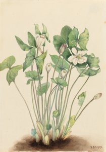 Twinleaf (Jeffersonia diphylla) autorstwa Mary Vaux Walcott
