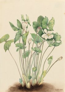 Twinleaf Jeffersonia diphylla, 1919. autorstwa Mary Vaux Walcott