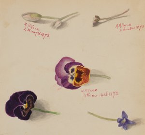 Bez tytułu — Studium kwiatowe, 1873. autorstwa Mary Vaux Walcott