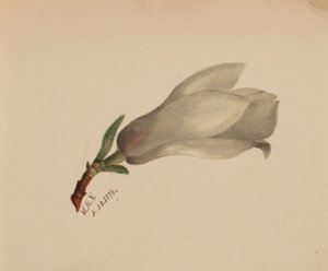 Bez tytułu — Studium kwiatowe, 1876. autorstwa Mary Vaux Walcott
