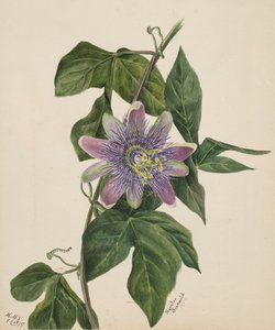 Bez tytułu — Studium kwiatów, 1879. autorstwa Mary Vaux Walcott