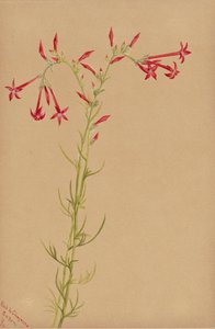 Bez tytułu — Studium kwiatowe, 1883. autorstwa Mary Vaux Walcott