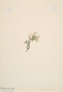 Bez tytułu — Studium kwiatowe, 1905. autorstwa Mary Vaux Walcott
