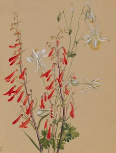 Bez tytułu — Studium kwiatowe, ca. 1883-1900. autorstwa Mary Vaux Walcott