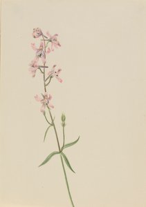 Bez tytułu — Studium kwiatowe, ca. 1900-1930. autorstwa Mary Vaux Walcott
