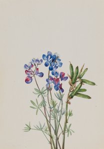 Bez tytułu — Studium kwiatowe, ca. 1900-1930. autorstwa Mary Vaux Walcott