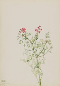 Bez tytułu - Studium rośliny autorstwa Mary Vaux Walcott