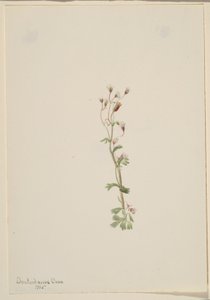 Bez tytułu - Studium rośliny autorstwa Mary Vaux Walcott