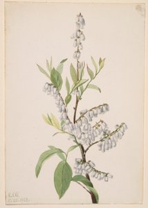 Bez tytułu - Studium rośliny autorstwa Mary Vaux Walcott
