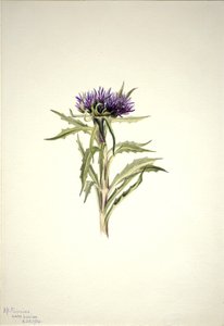 Bez tytułu - Studium rośliny autorstwa Mary Vaux Walcott