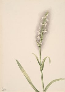Bez tytułu — studium roślin, 1904. autorstwa Mary Vaux Walcott