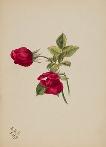 Bez tytułu – Róża, 1878. autorstwa Mary Vaux Walcott