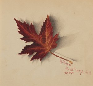 Bez tytułu (Jesienny liść) autorstwa Mary Vaux Walcott