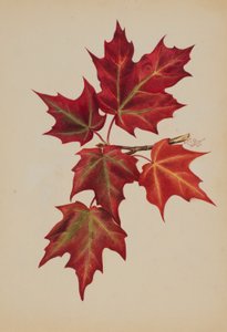 Bez tytułu (Jesienne liście) autorstwa Mary Vaux Walcott