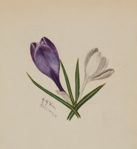Bez tytułu (Krokusy) autorstwa Mary Vaux Walcott