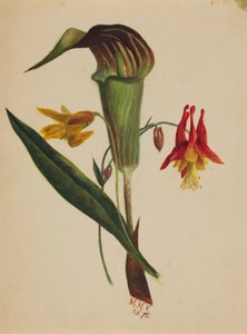 Bez tytułu (Jack in the Pulpit) autorstwa Mary Vaux Walcott