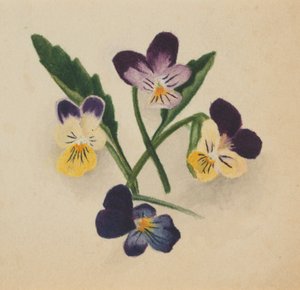 Bez tytułu (Bratki) autorstwa Mary Vaux Walcott
