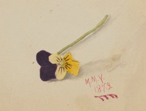 Bez tytułu (Pansy) autorstwa Mary Vaux Walcott
