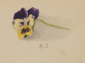 Bez tytułu (Pansy) autorstwa Mary Vaux Walcott