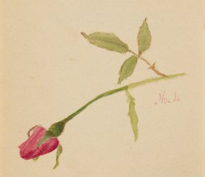 Bez tytułu (Róża) autorstwa Mary Vaux Walcott