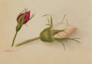 Bez tytułu (Rosebuds) autorstwa Mary Vaux Walcott