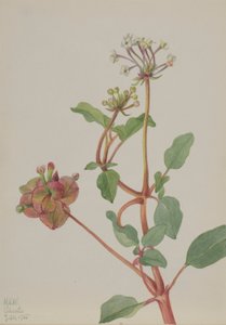 Bez tytułu (Tripterocalyx pedunculatus) autorstwa Mary Vaux Walcott