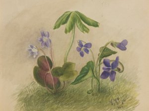Bez tytułu autorstwa Mary Vaux Walcott