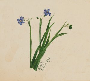 Bez tytułu, 1875. autorstwa Mary Vaux Walcott